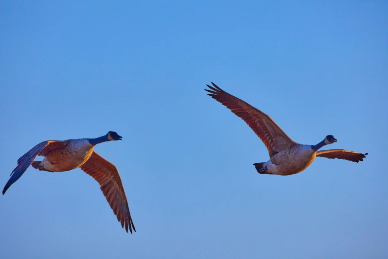 two ducks flying together in the blue sky