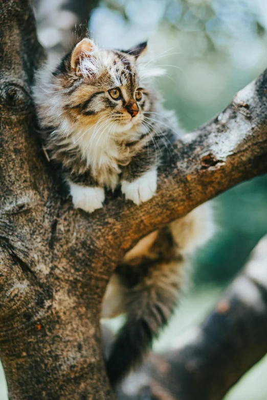 a small cat sitting on top of a nch