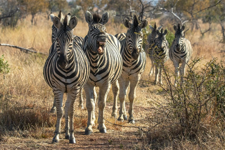 four zes walk in a row through the brush