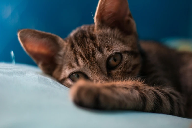 a cat is looking at the camera while laying on a bed