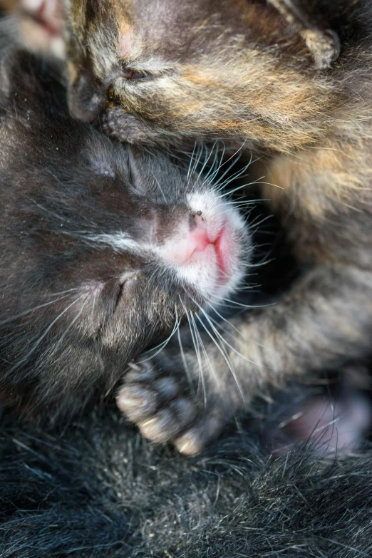 the two baby cats lie together on the fur