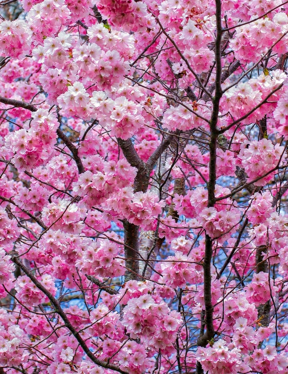 some pretty pink flowers in a tree