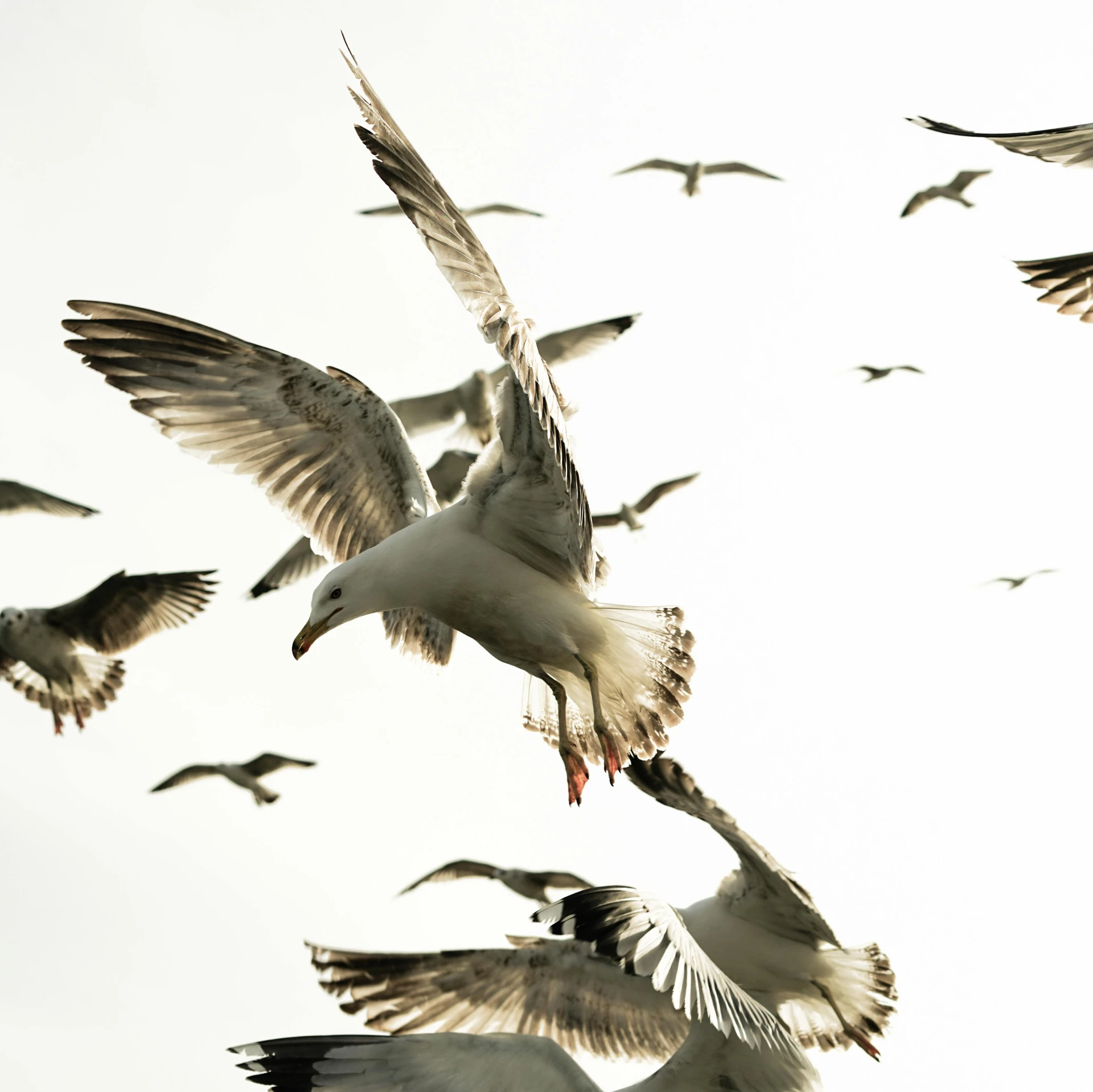 a flock of seagulls flying high in the air