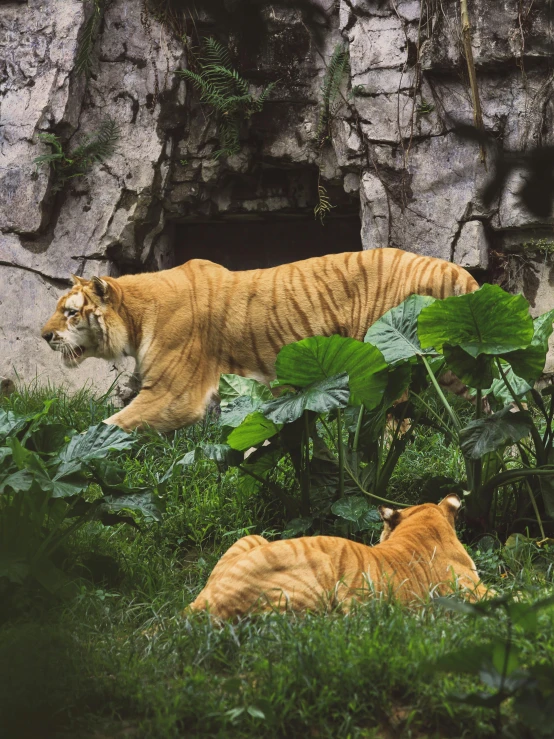 the two tigers are walking in their habitat