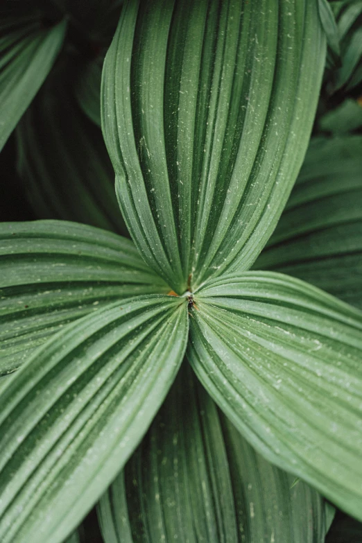 a large leaf that is in the corner of a plant