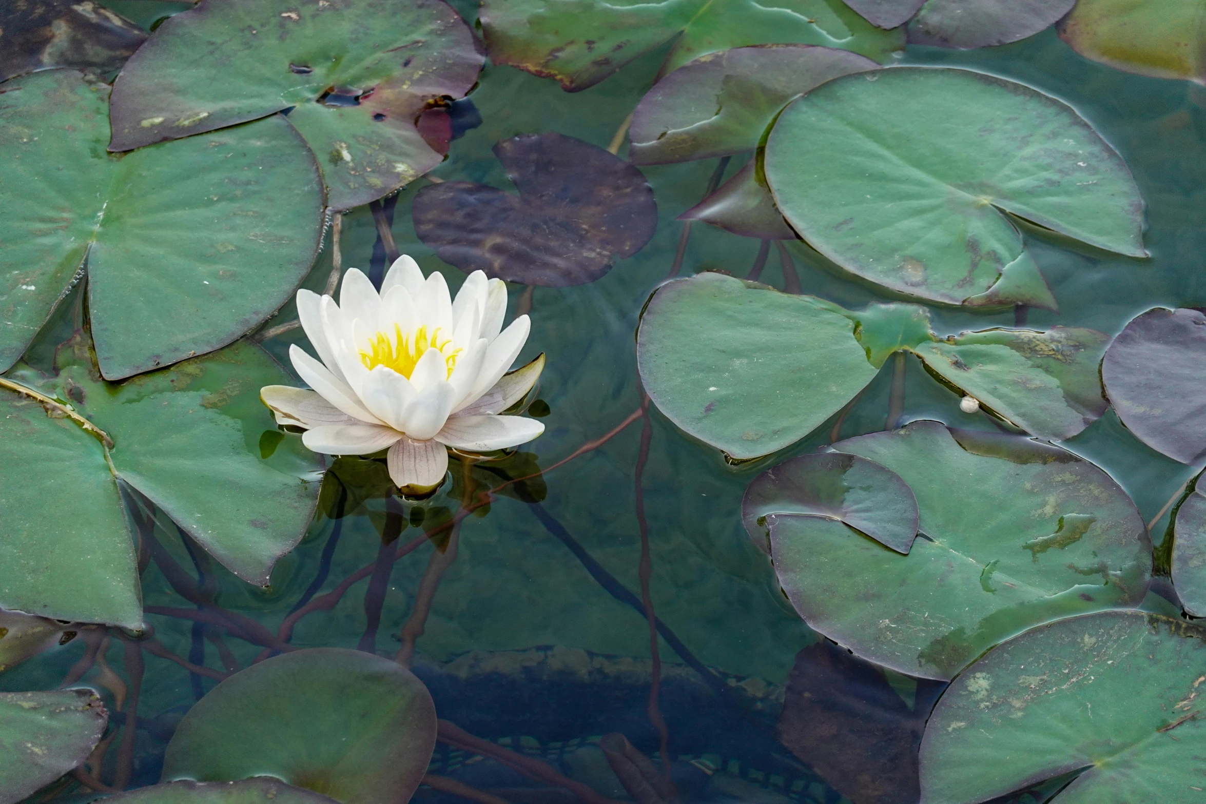 a white and yellow flower sitting on top of leaves