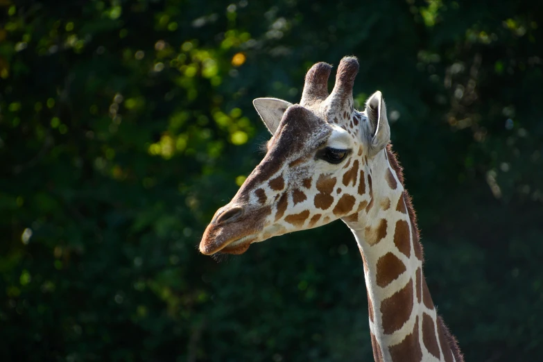 the giraffe is tall and has brown spots