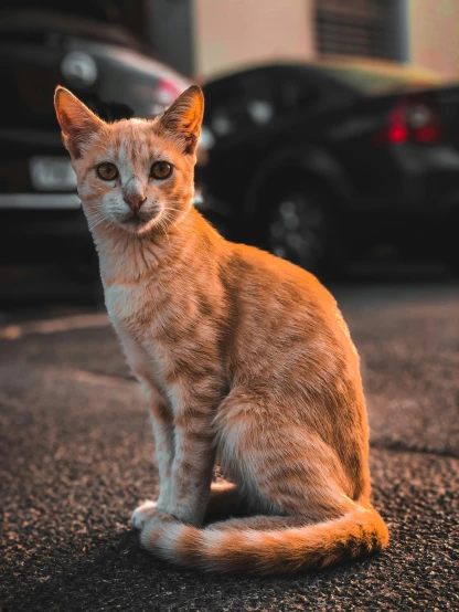 a light brown cat sitting on the ground