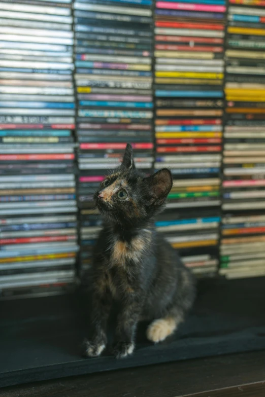 a kitten sitting on top of a table with stacks of records behind it