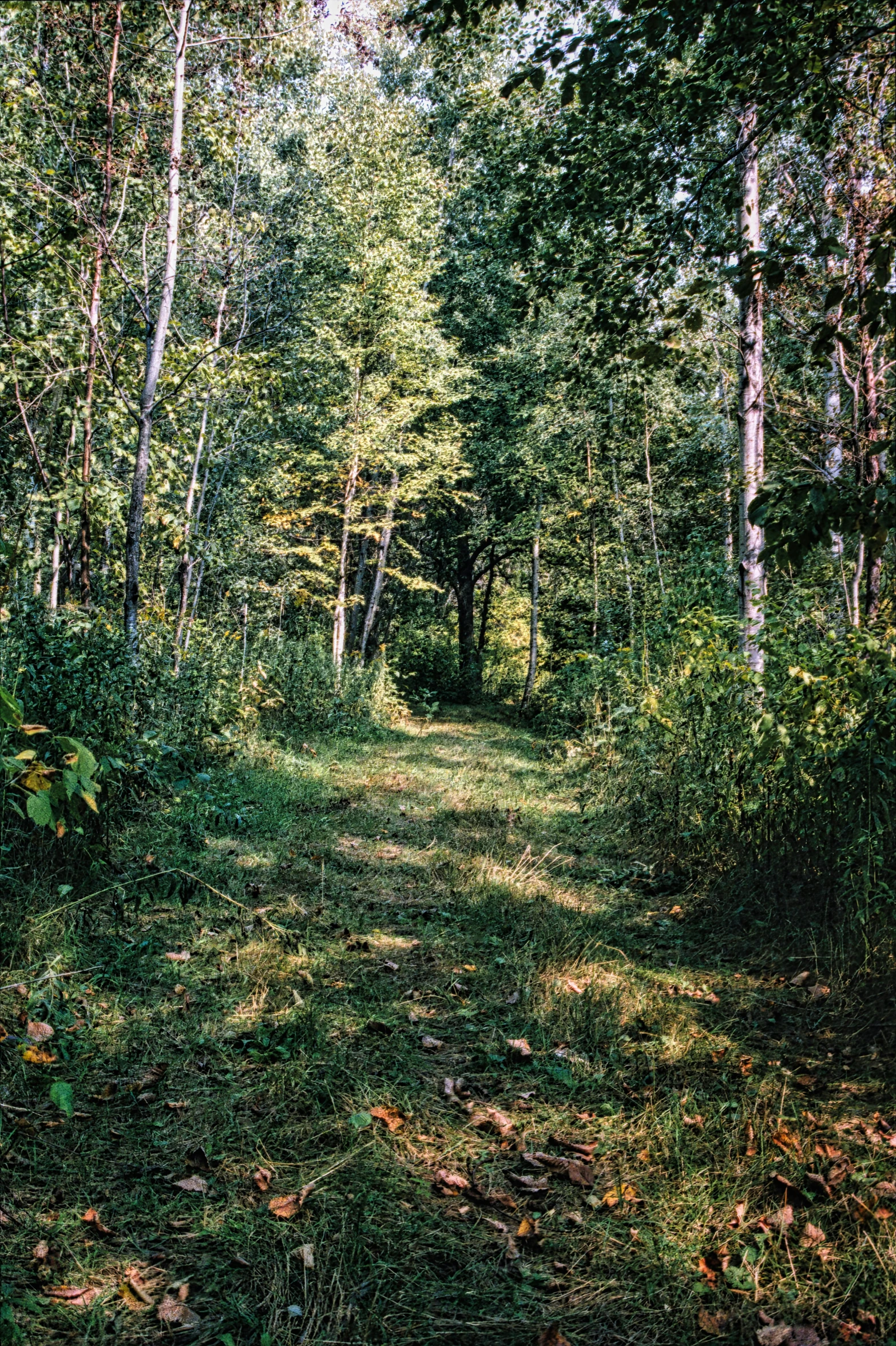 there is a small dirt path in the woods