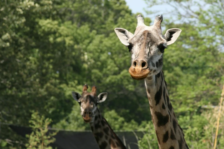 two giraffes with one large brown head and another giraffe standing beside trees