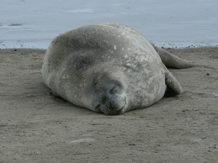 a gray seal laying on top of sandy beach