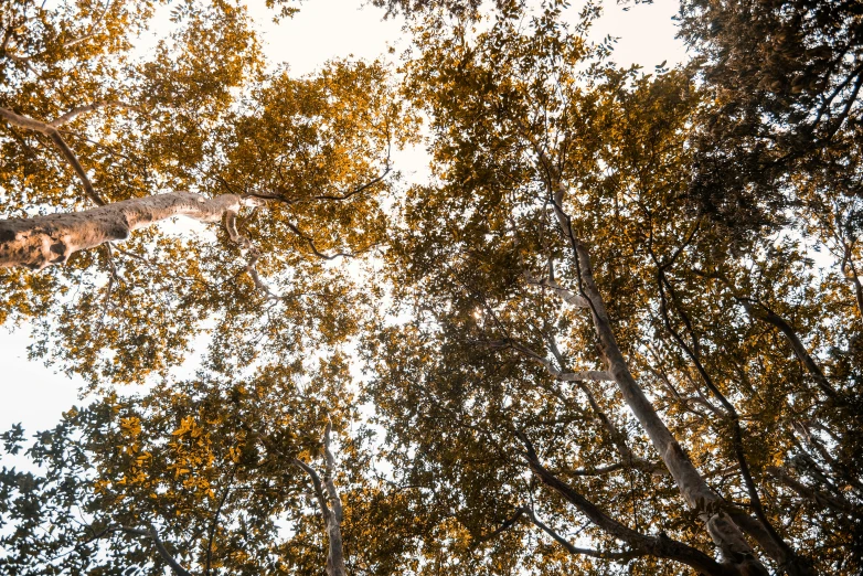 a giraffe standing under some very tall trees