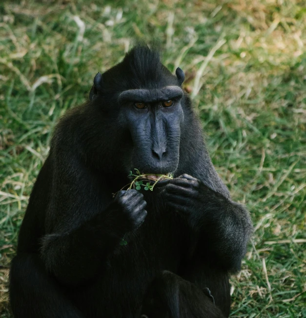 a black and silver gorilla eating on top of some grass