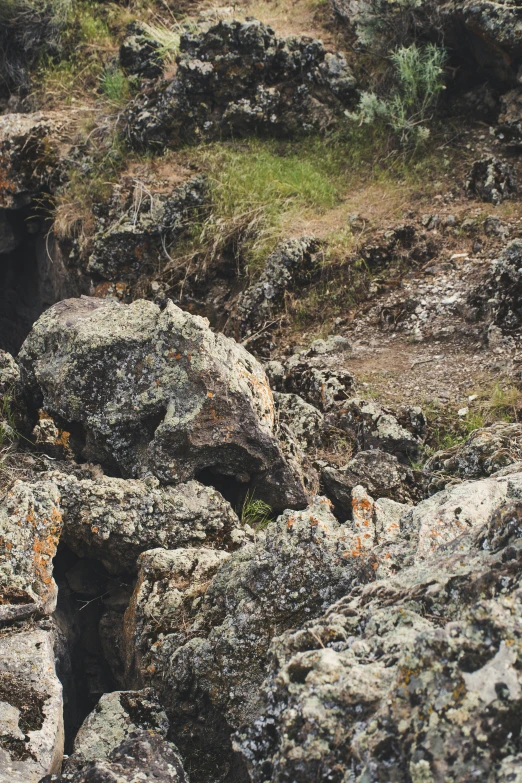 an animal is sitting in between large rocks