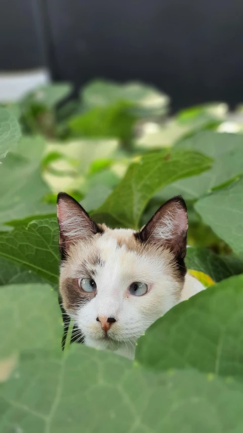 a close up of a cat poking his head out of the leaves