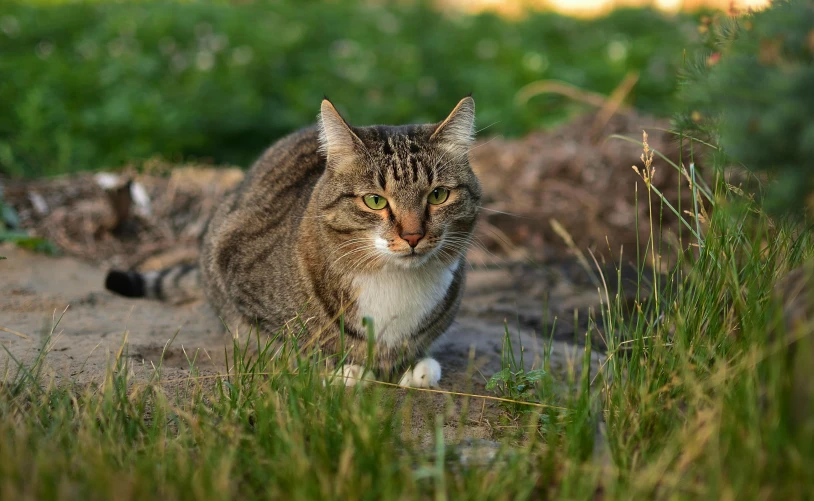 a cat walking in the grass and looking off into the distance