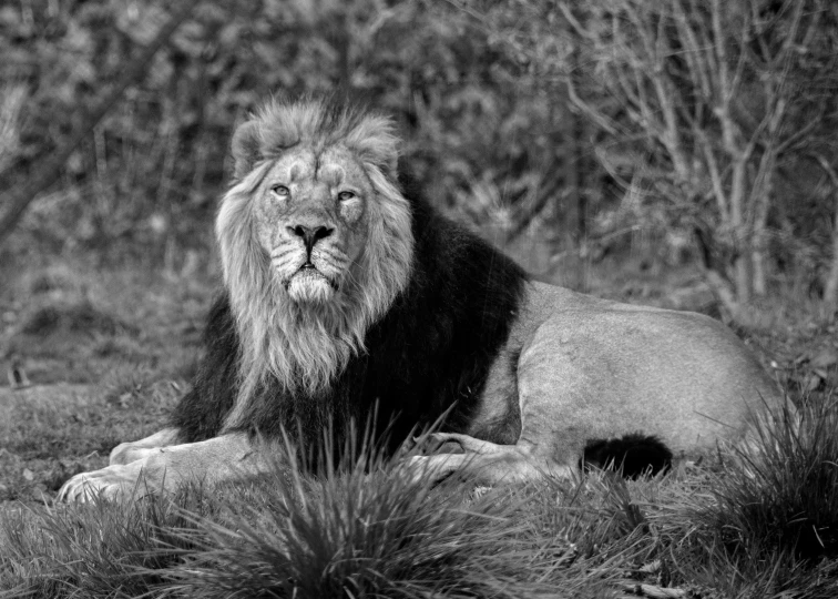 a lion lying on a ground in the grass