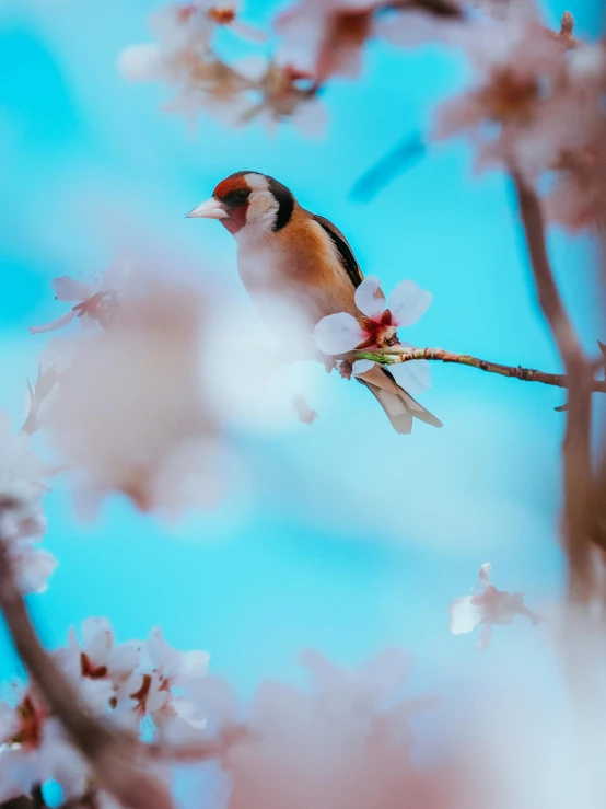 a bird perched on a nch with cherry blossom