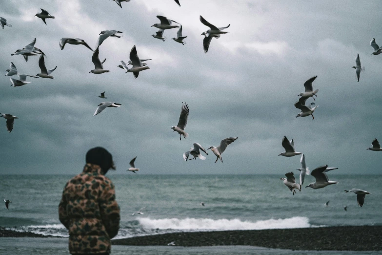 there is a person watching seagulls that are flying