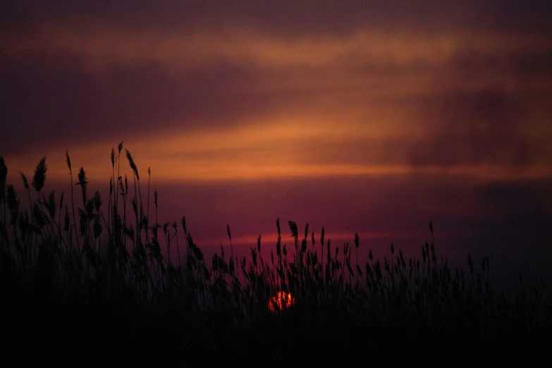 some tall grass and a purple sky and orange sun