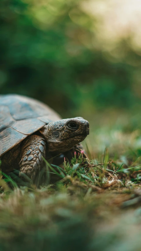 a small turtle is walking through the grass