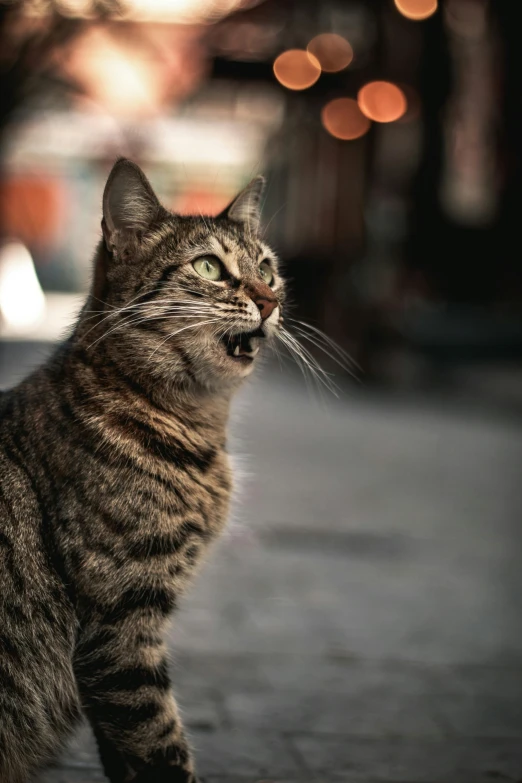 a striped cat staring straight ahead on the street