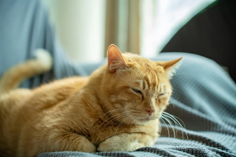 an orange cat asleep on a blue couch