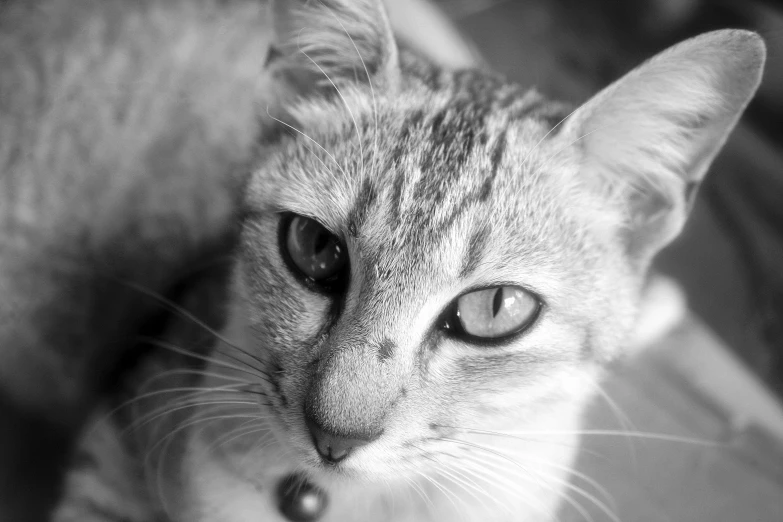 this is a close up of a cat's face