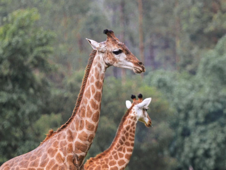 two giraffes standing together looking off into the distance