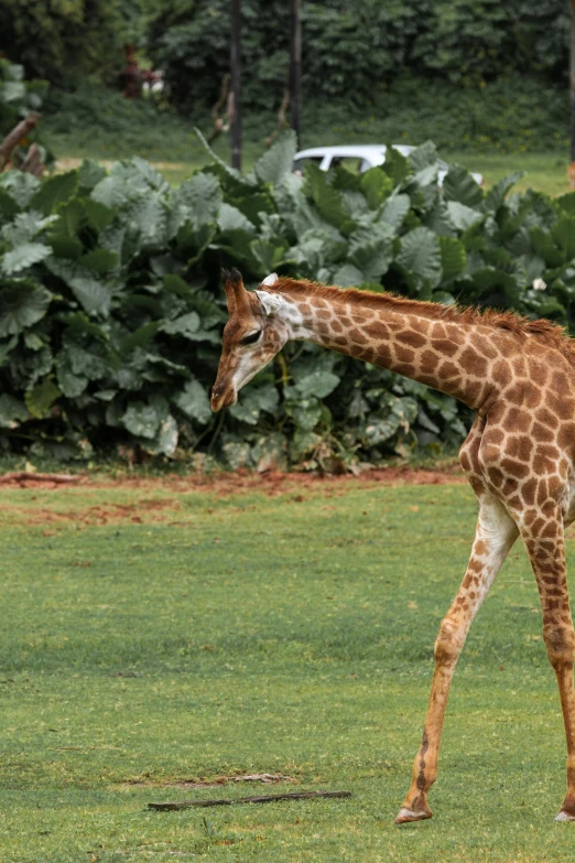 a giraffe standing on top of a lush green field