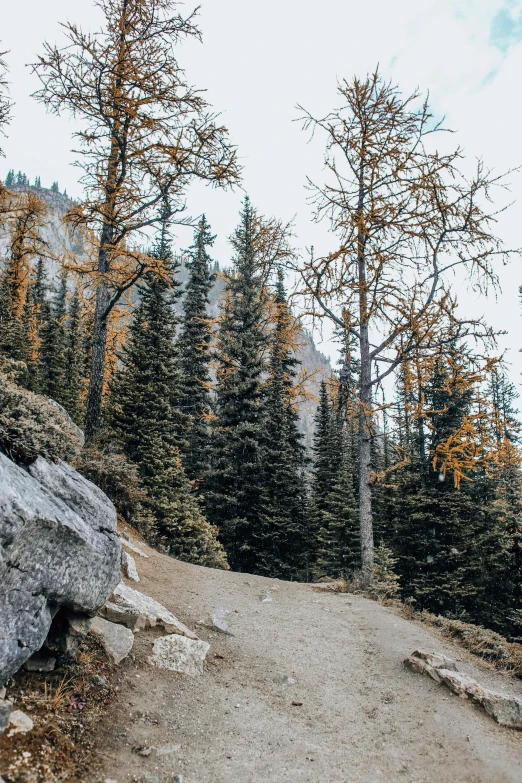 an area with a lot of trees and rocks