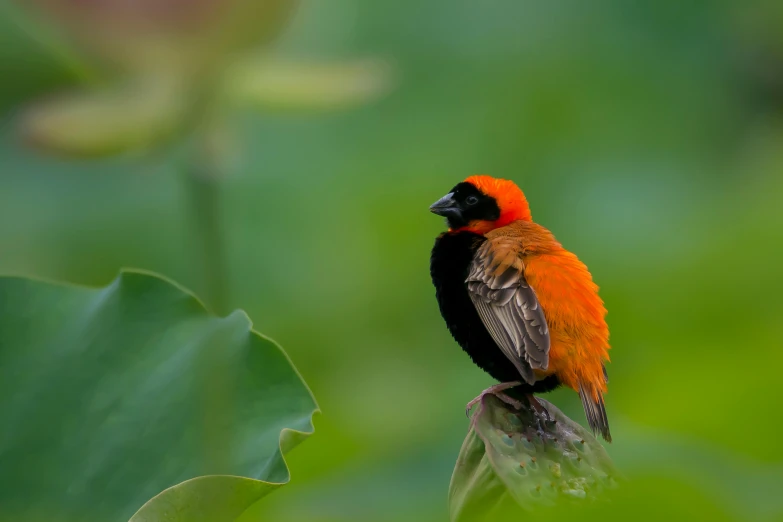a small orange and black bird perched on a stem