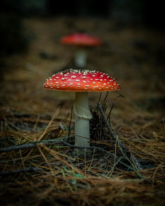 two small red mushrooms in the woods