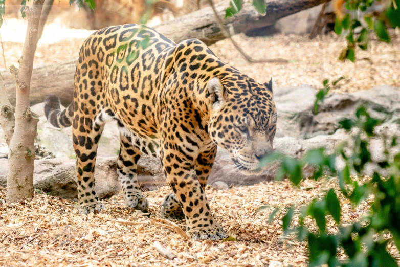 an animal is walking around and eating the leaves