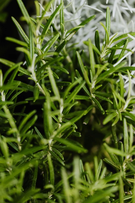 a close up po of green plants in the daytime