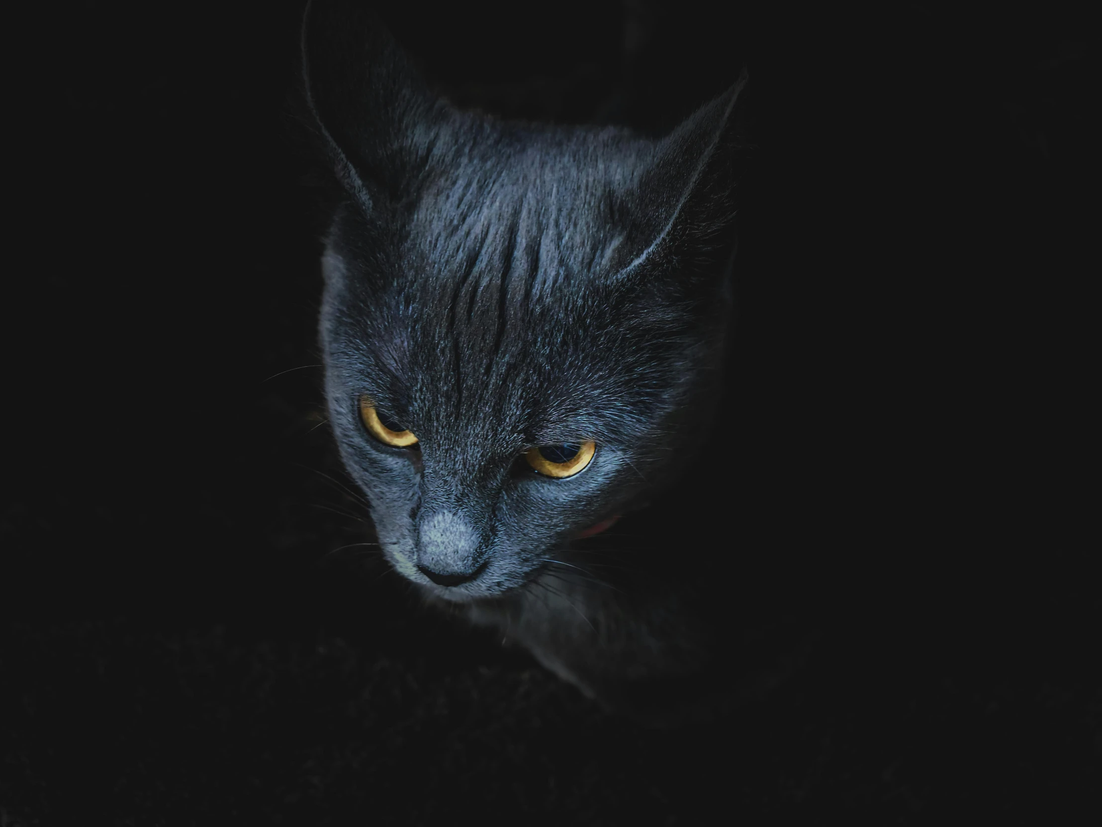 a cat that is looking at the camera in the dark