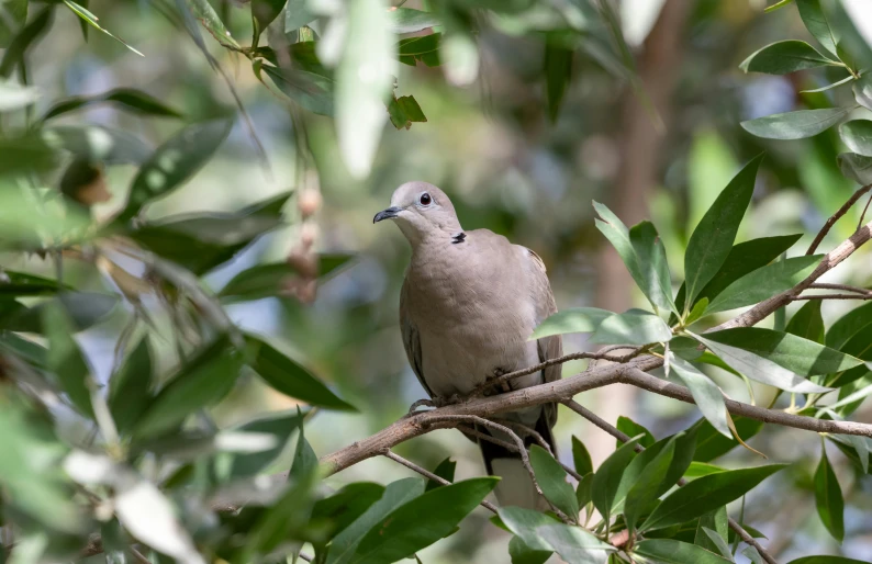 the gray bird is sitting in the tree looking around