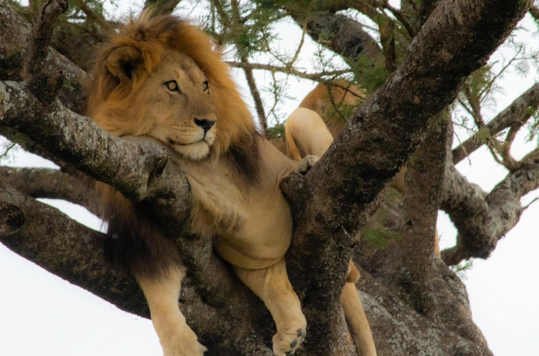 a lion sitting in the middle of a tree