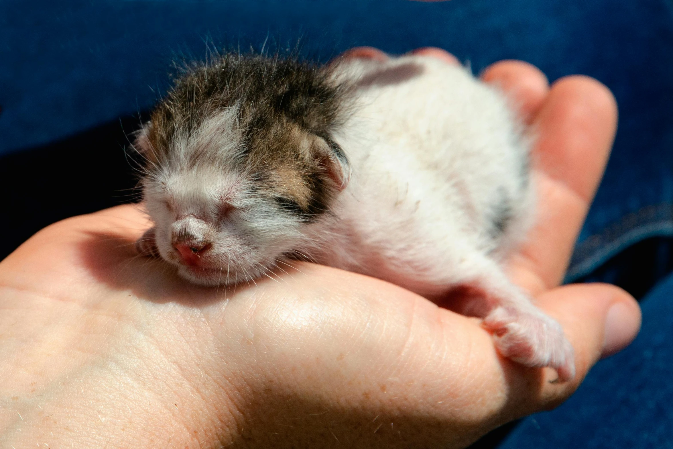 a tiny kitten is being held in someone's hand