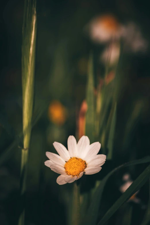 closeup image of flowers in the grass