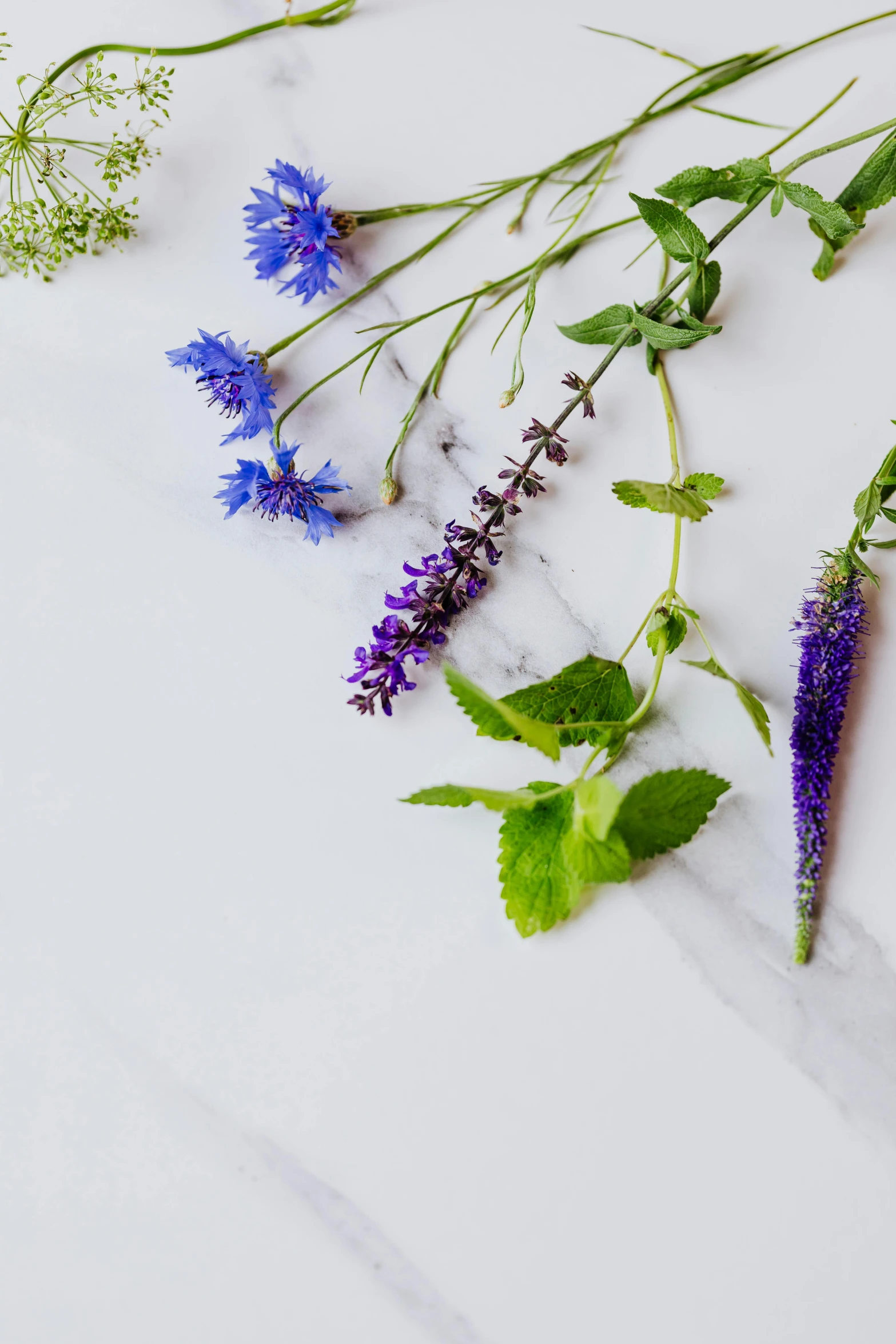 wildflowers and other plants on a white surface