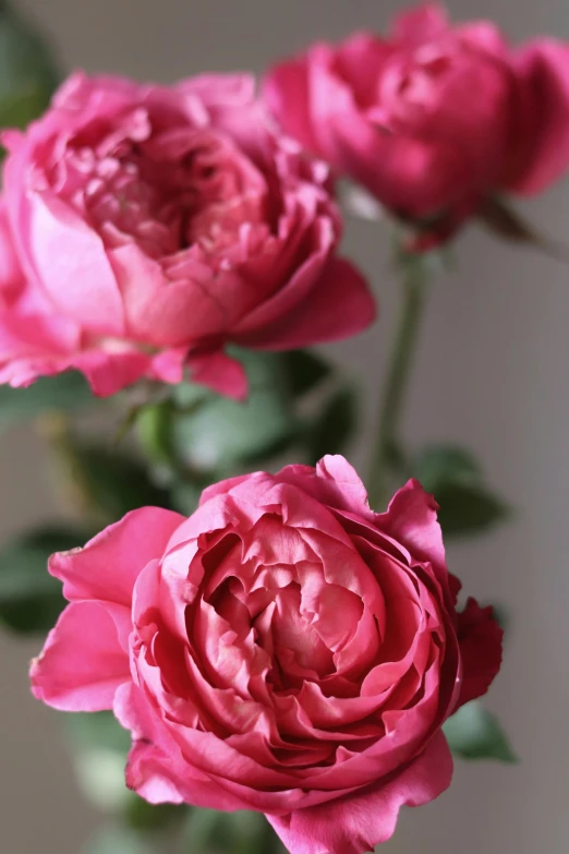 three pink roses sitting on top of a table