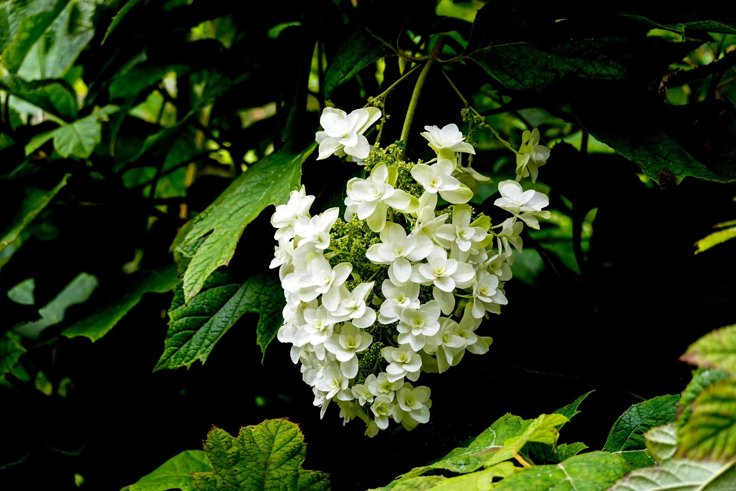 a tree filled with white flowers on top of green leaves