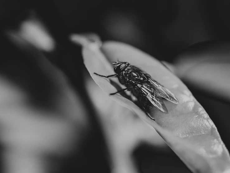 black and white pograph of a fly resting on a flower