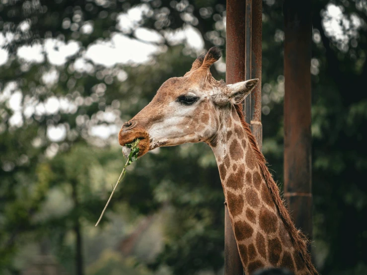 the head and neck of a giraffe with long green plants in its mouth