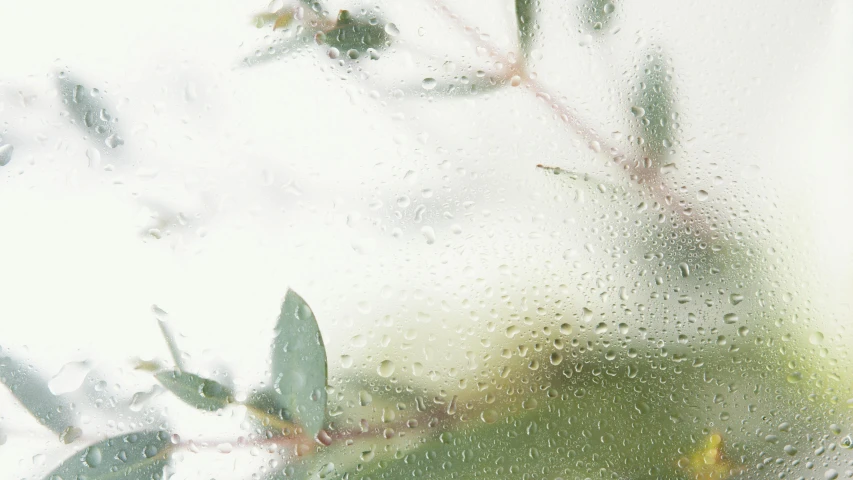 a leafy tree outside through a rain - covered window