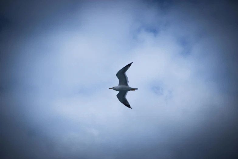 a seagull soaring through the air in the blue cloudy sky