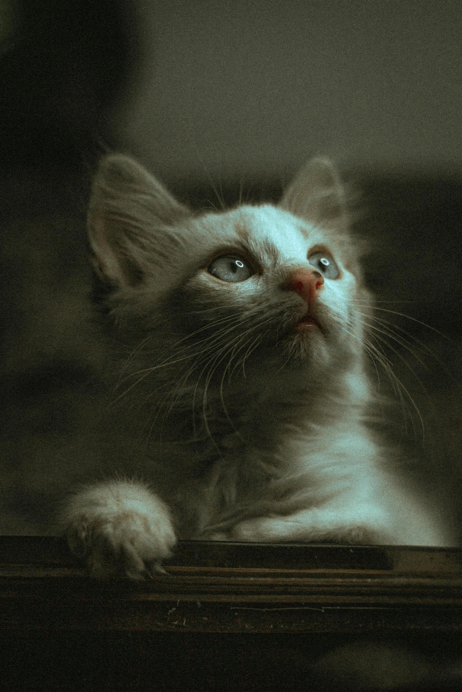 a close up view of a small white cat staring off to the side