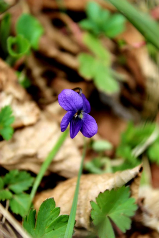 a purple flower is laying on the ground